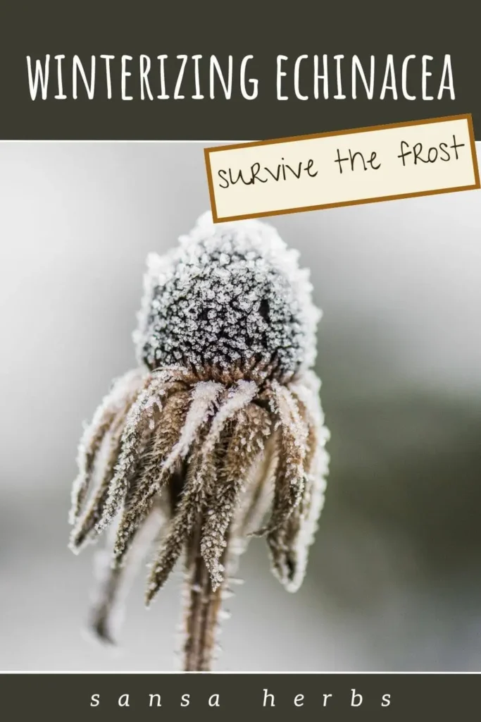 20 Evening Primrose Oil Benefits (1) winterizing echinacea pinterest pin