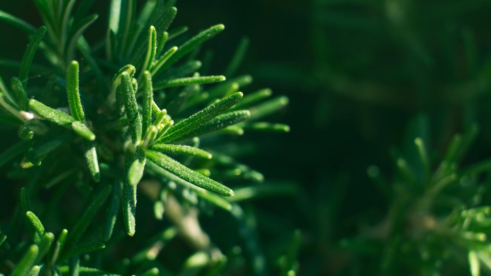 Growing Medicinal Herbs