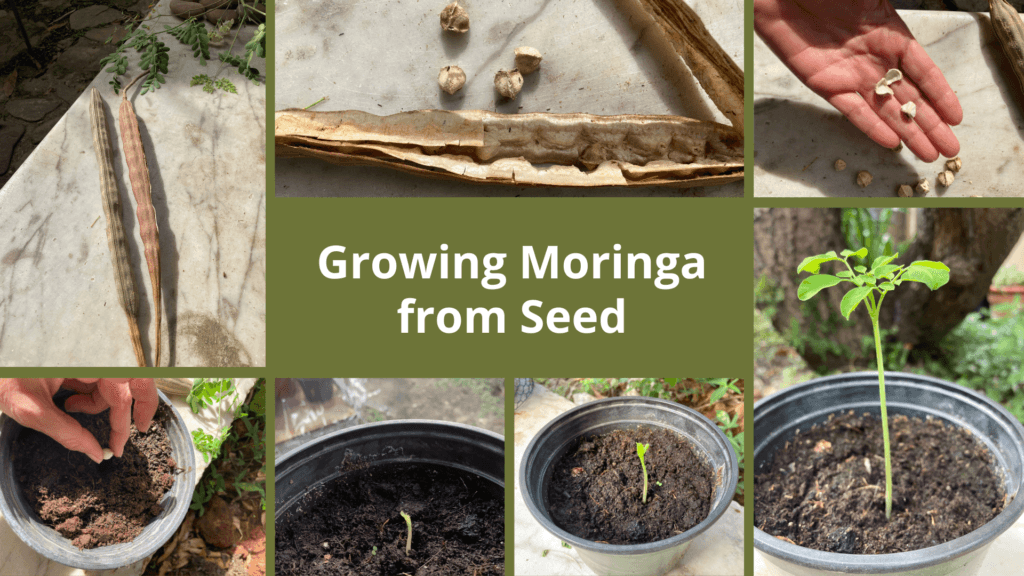 growing moringa from seed in a pot indoors