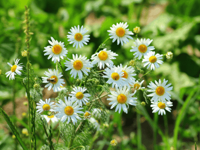 Chamomile flowers - calming medicinal herb for natural sleep support