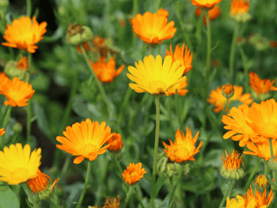 Calendula medicinal flowers - natural wound healing herb for skin health