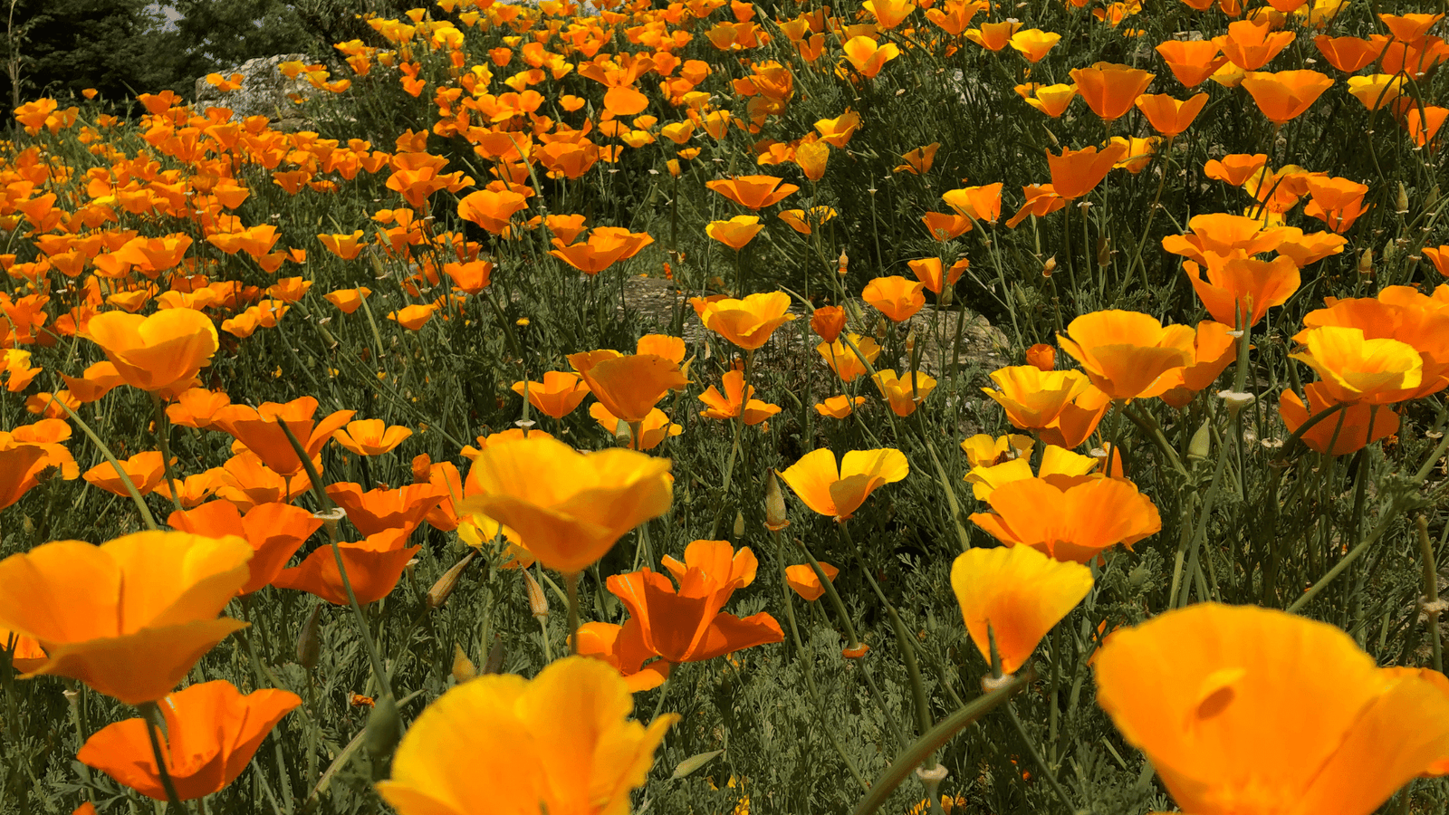 California Poppy - natural sleep support herb for deep rest