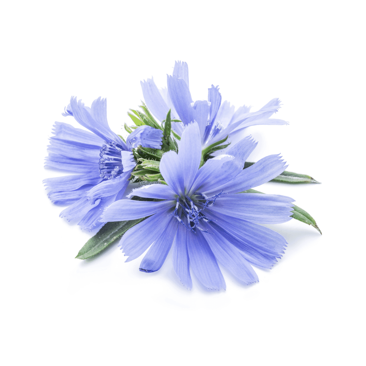 edible medicinal flowers chicory