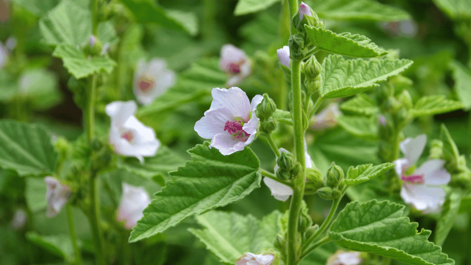 Marshmallow medicinal herb - natural digestive system support plant