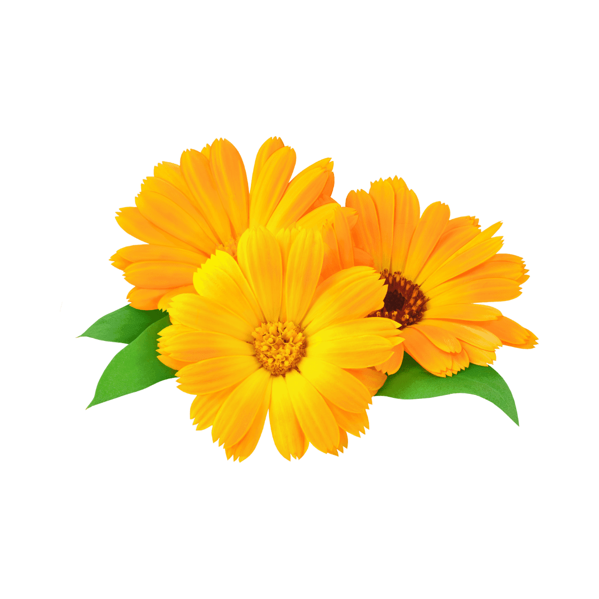 edible medicinal flowers calendula