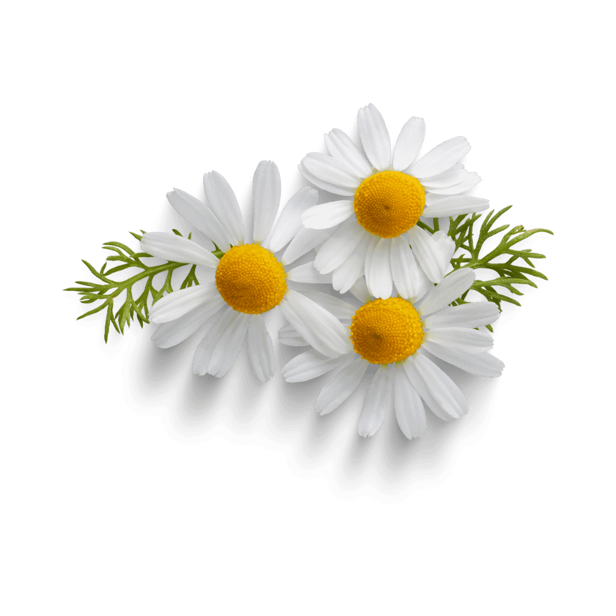 edible medicinal flowers chamomile