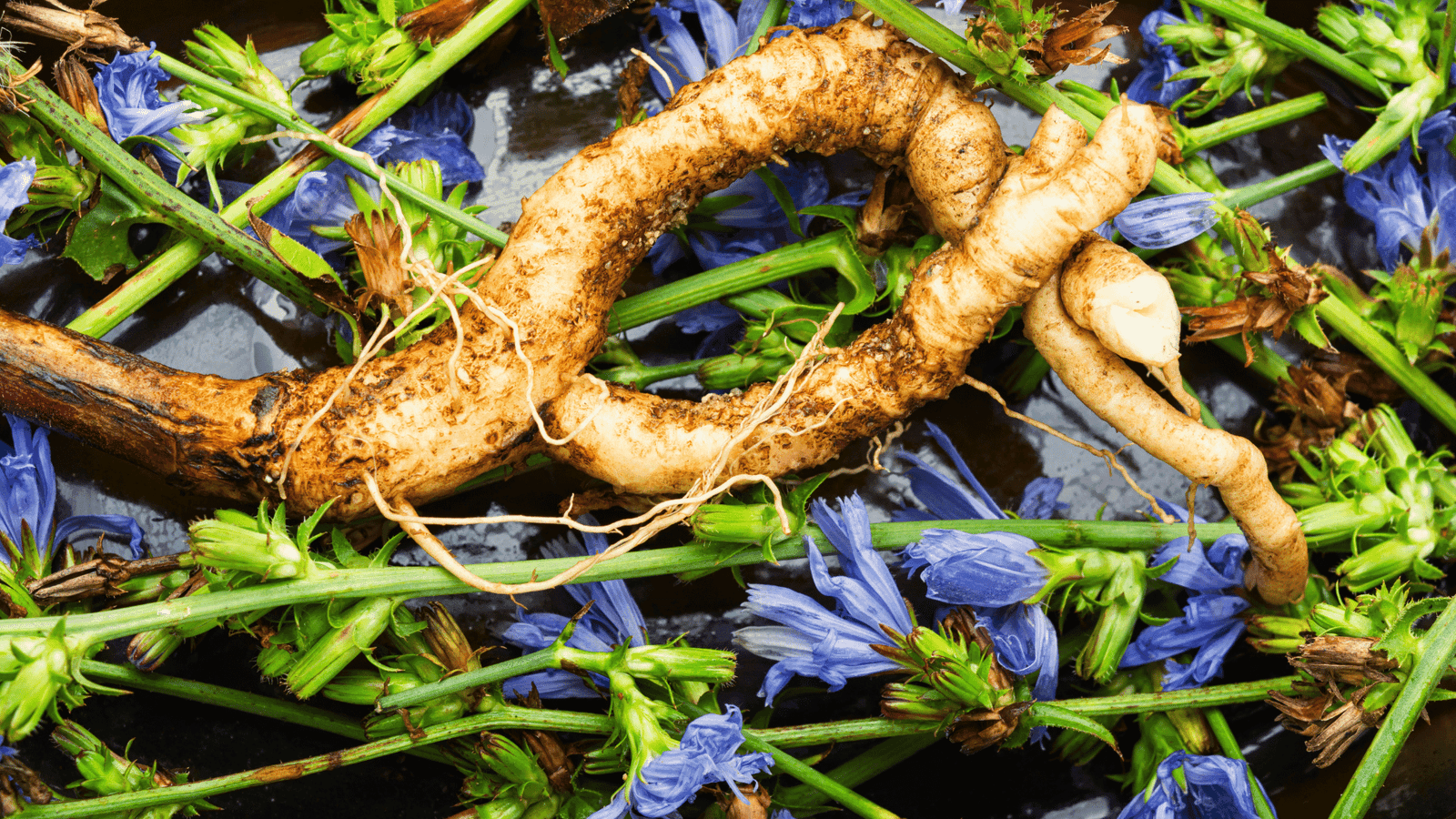 chicory root