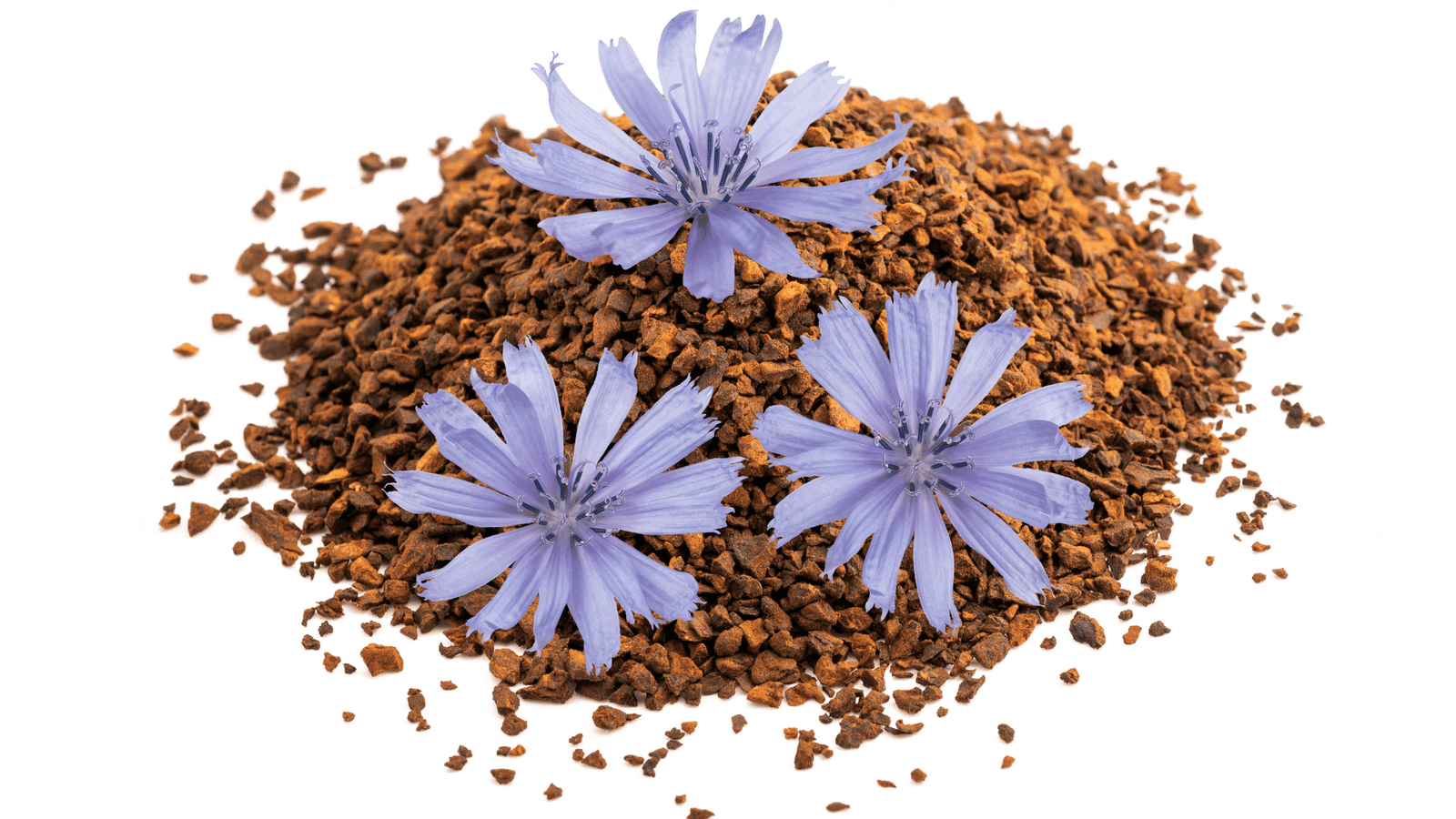 image of chicory seeds 