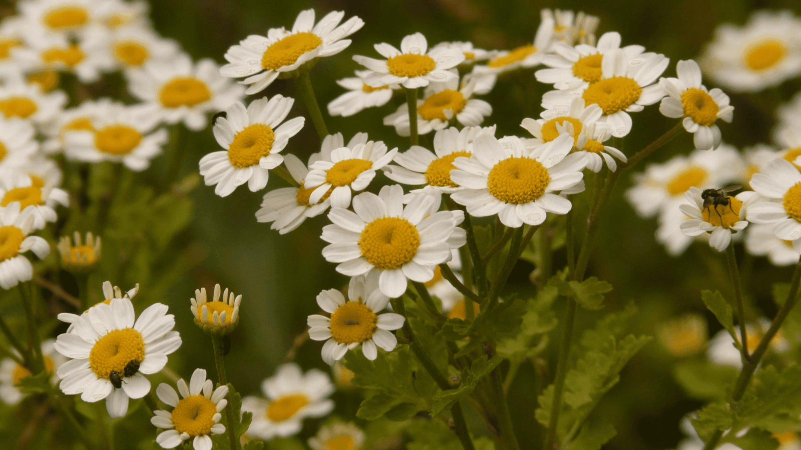 Feverfew medicinal herb - natural migraine and fever support plant