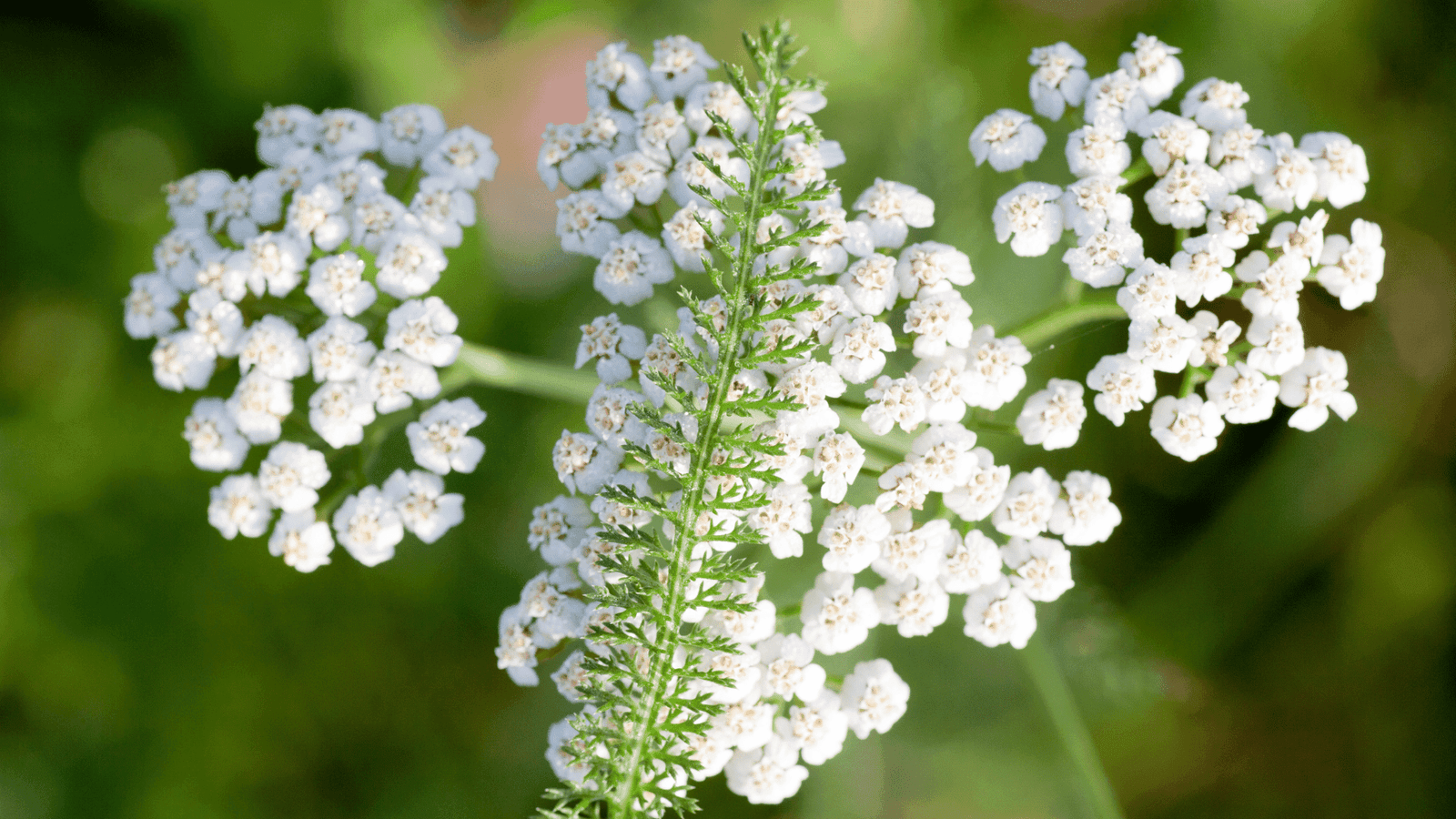 Yarrow medicinal herb - natural wound healing plant for first aid