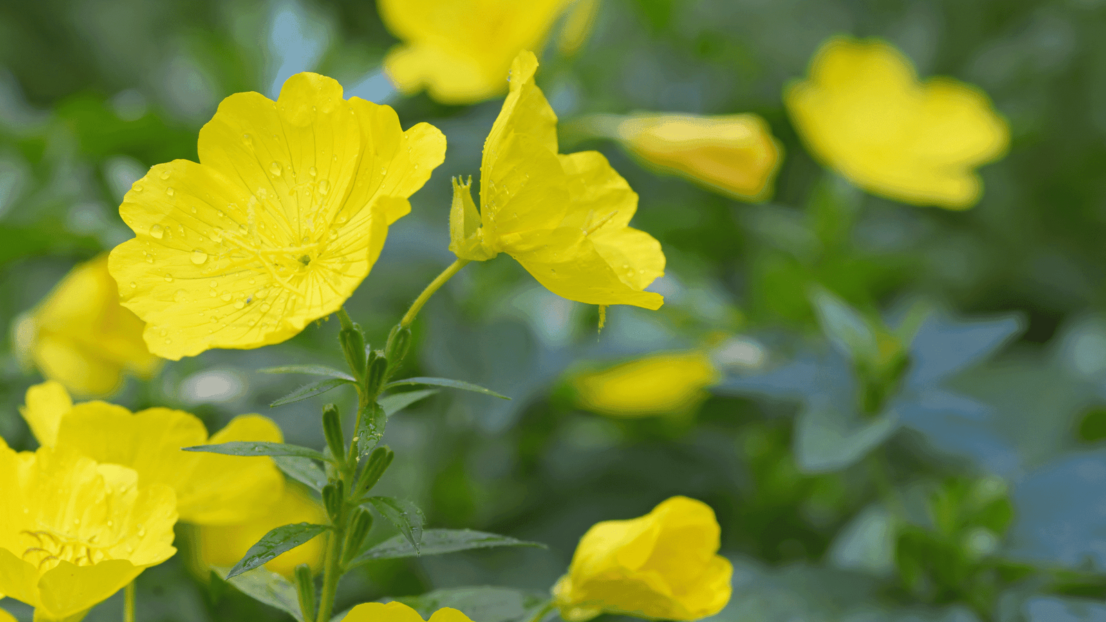 Evening Primrose - medicinal herb for hormonal balance and skin health