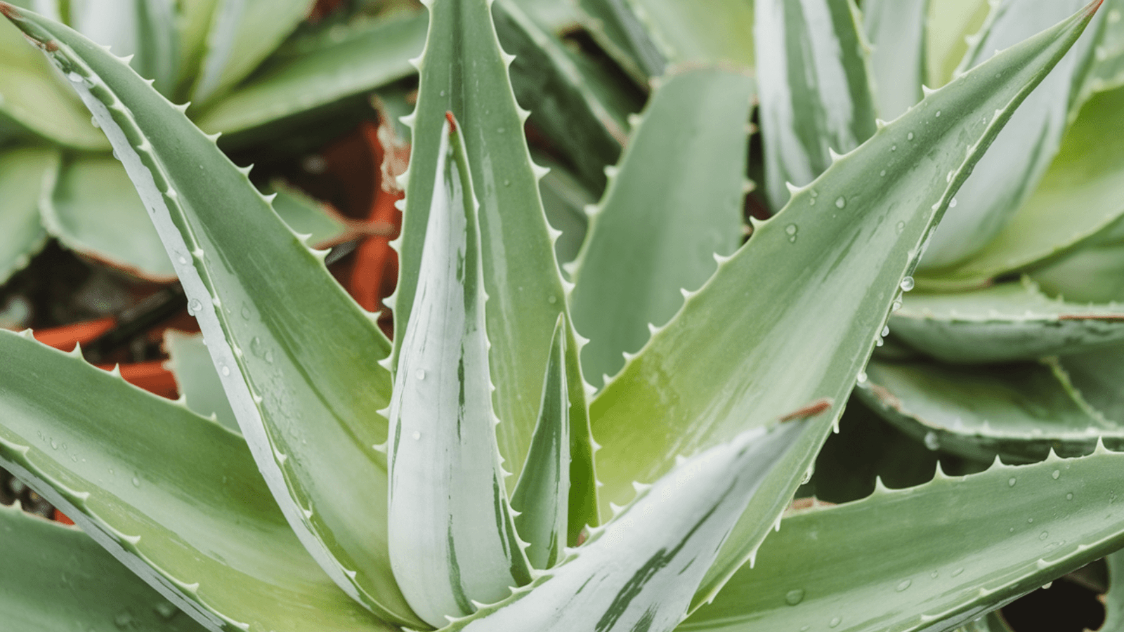 close up of medicinal plant aloe vera