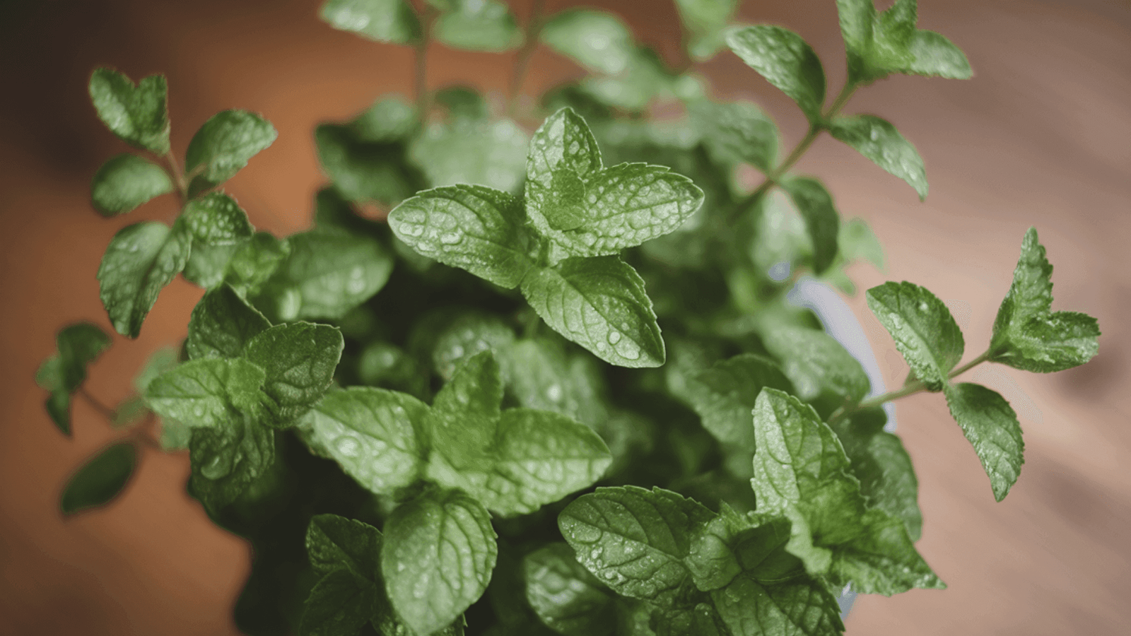 close up of medicinal peppermint plant