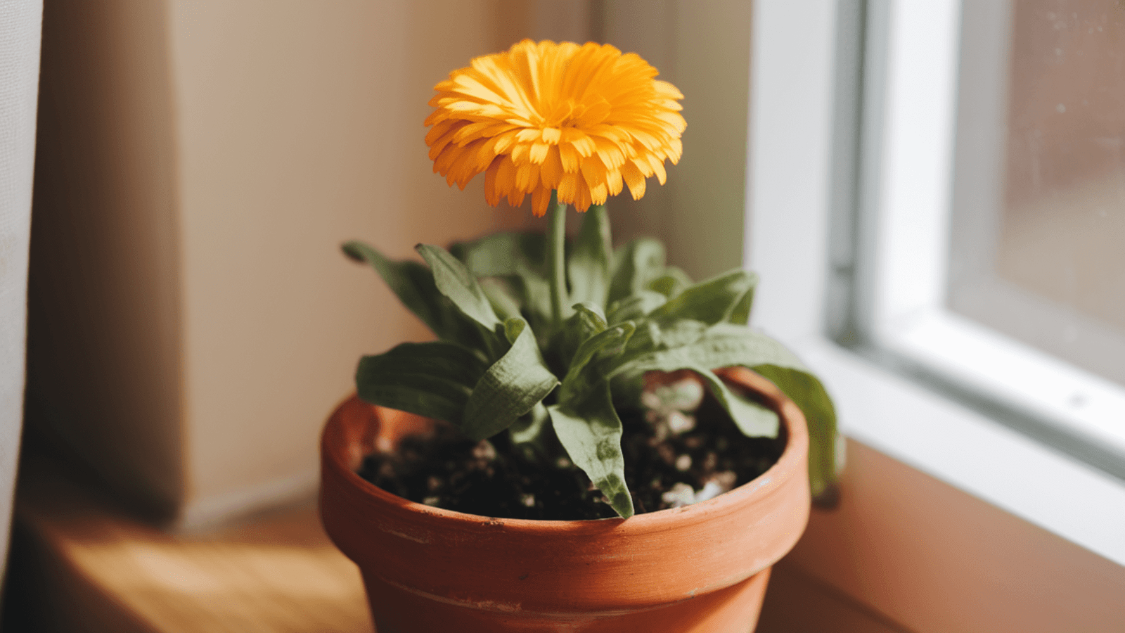 calendula in a pot indoors