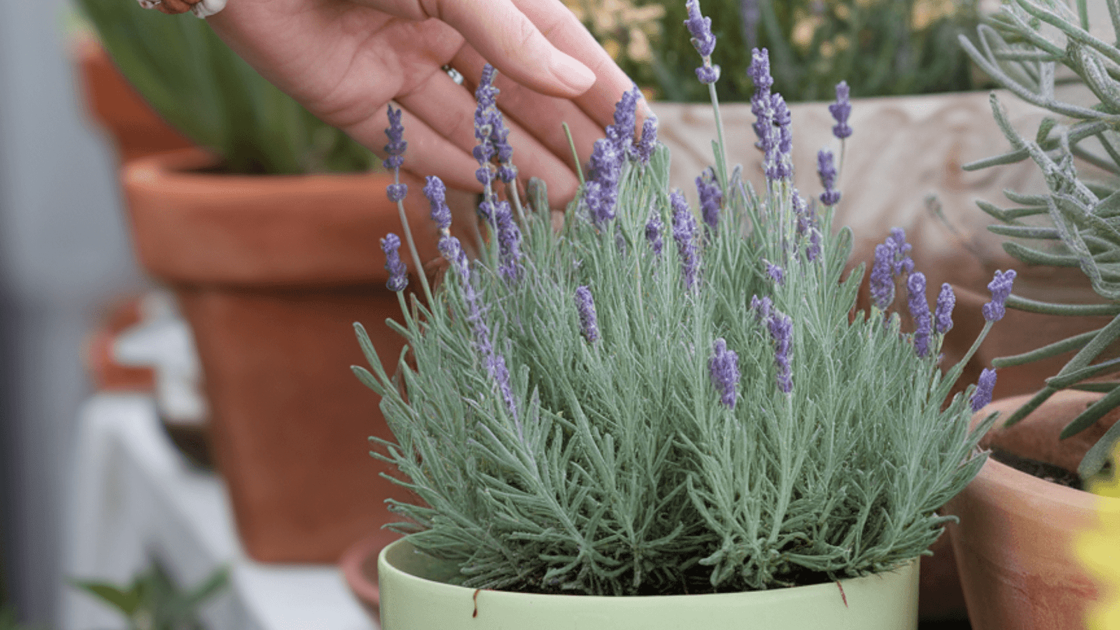 lavender plant indoors