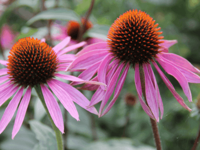 Echinacea purple coneflower - immune boosting medicinal herb in Dr. Nicole's garden kit