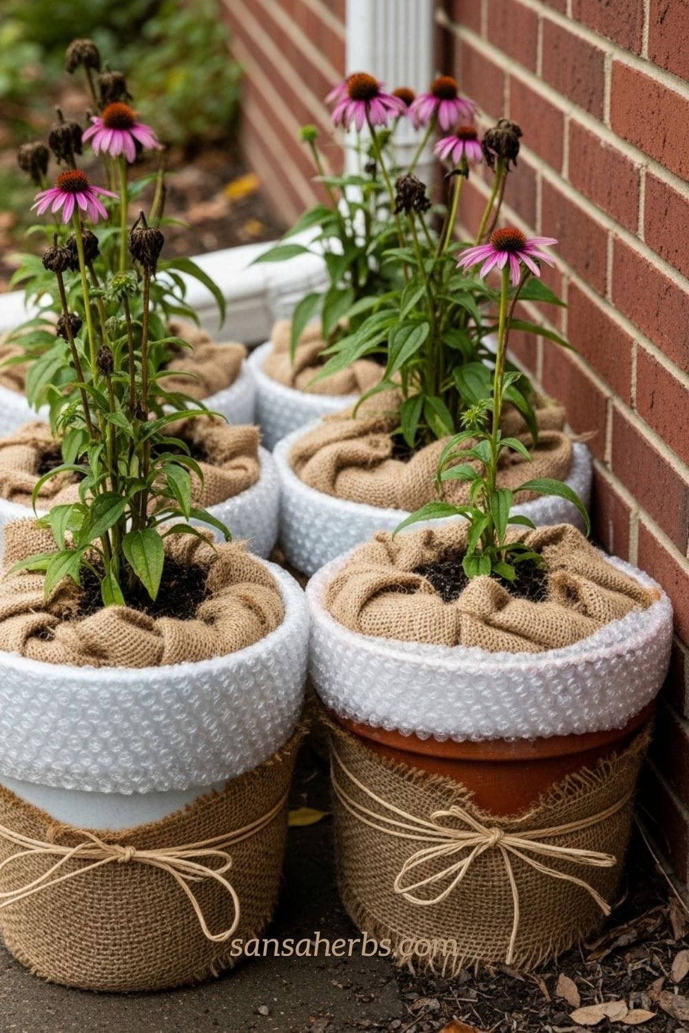 Insulated container pots for winterizing echinacea plants in cold weather