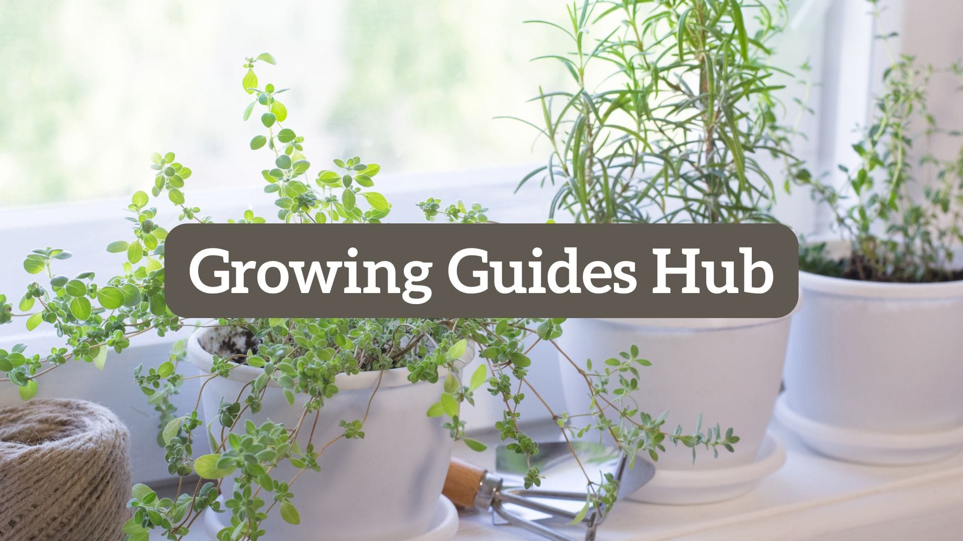 Growing guides hub hero image of herbs growing on a windowsill