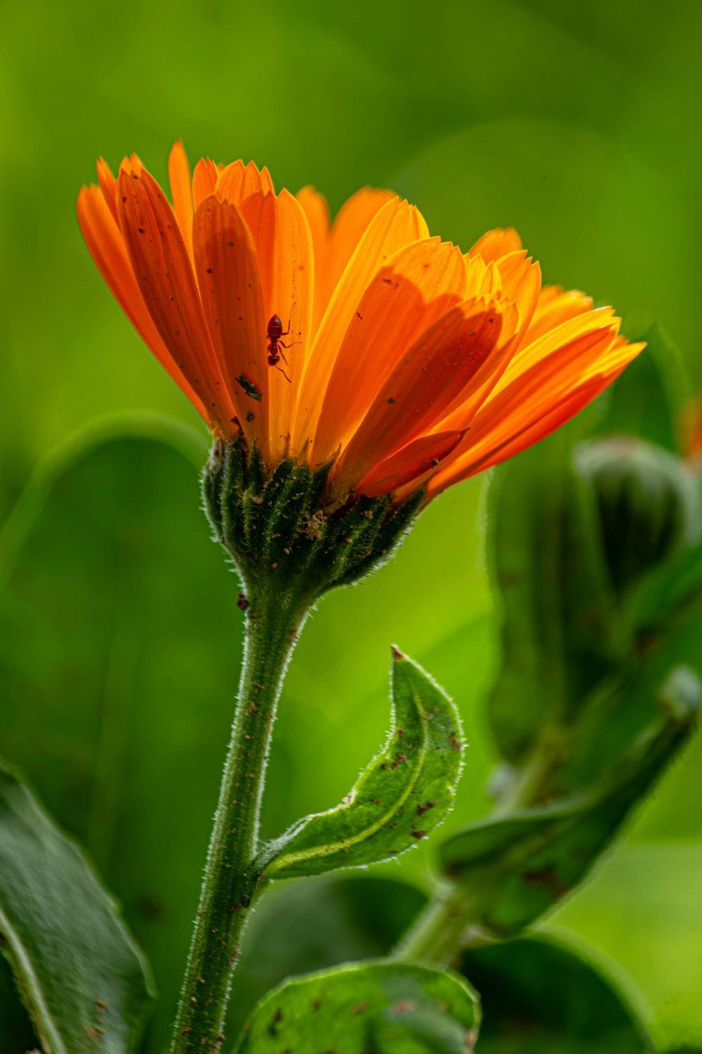calendula flower how to grow calendula from seed into medicine