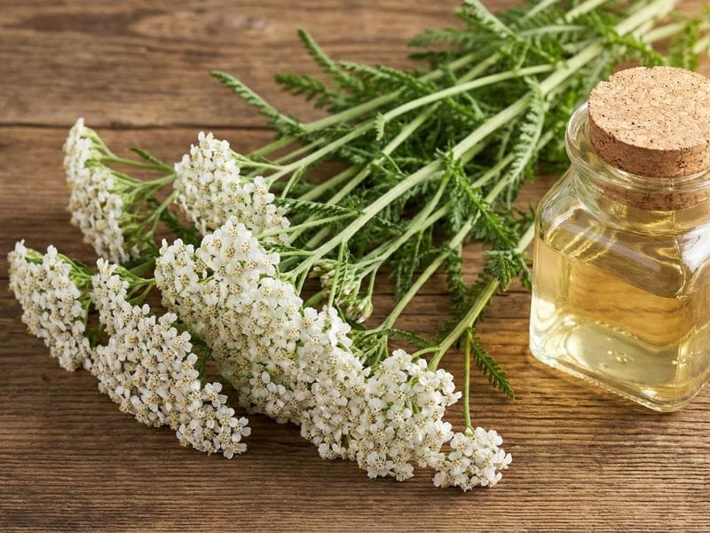 White Yarrow Flowers