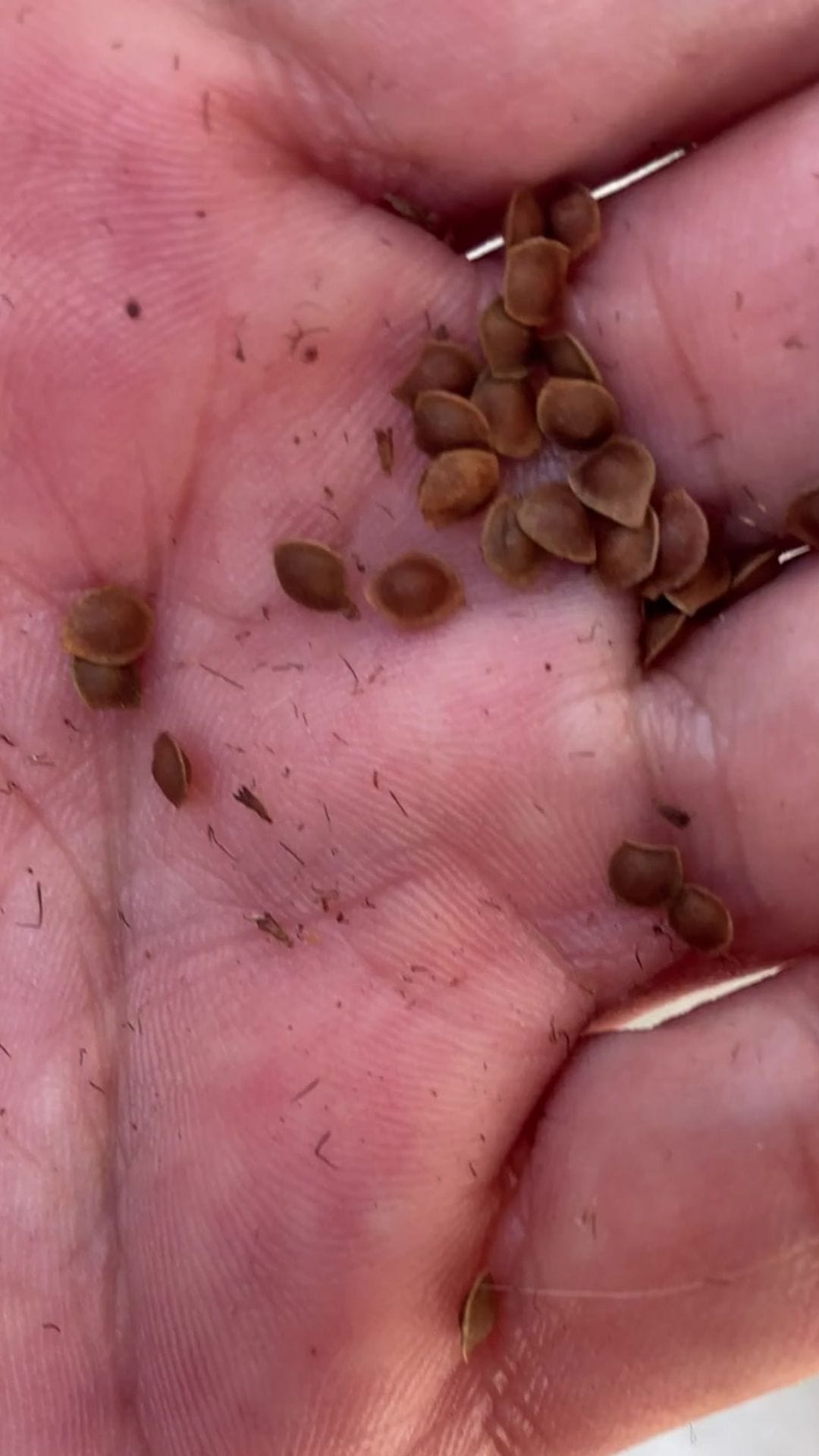 Harvesting seeds for a Mimosa Pudica parasite cleanse in a Trinidad garden.