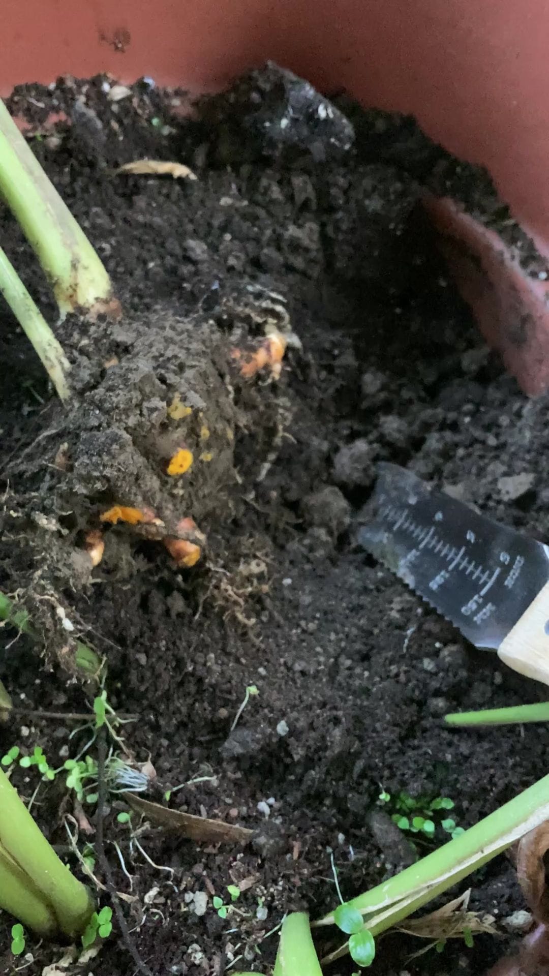 Using a Hori Hori Garden knife to carefully lift fresh turmeric rhizomes from heavy clay soil."