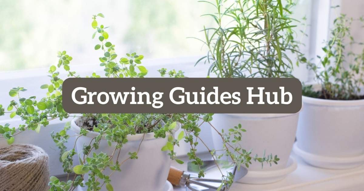 growing guides hub