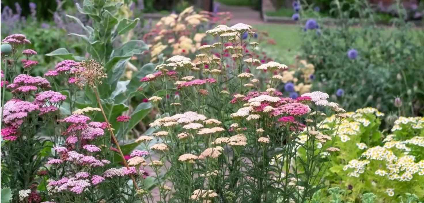 Why You Need a Survival Herb Garden: The 5-Plant “Backyard Pharmacy” (2026 Guide)