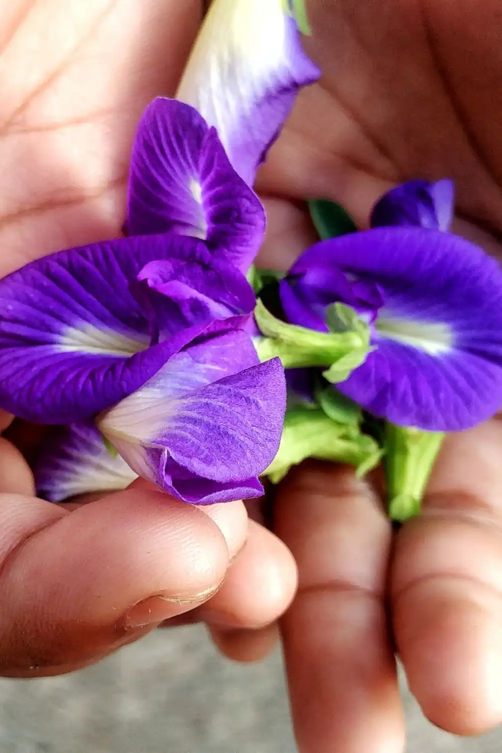 butterfly pea flower tea (1) hands holding freshly picked butterfly pea flowers