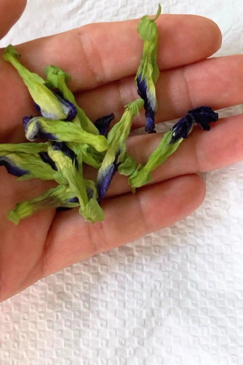 butterfly pea flower tea (3) dried butterfly pea flowers