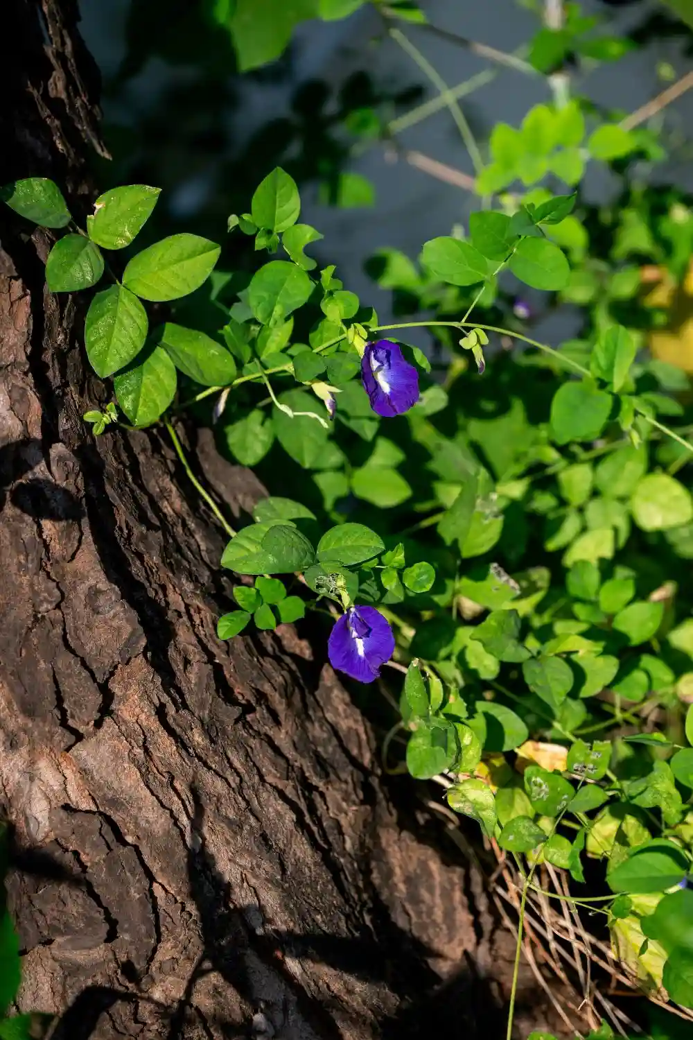 butterfly pea flower tea (4) butterfly pea flower tea 4