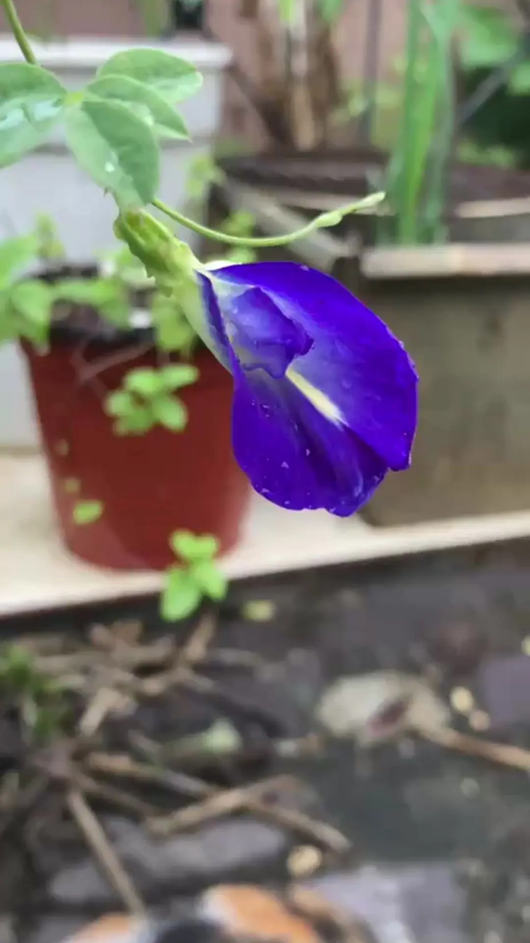 butterfly pea flower vine (2) butterfly pea flower on vine