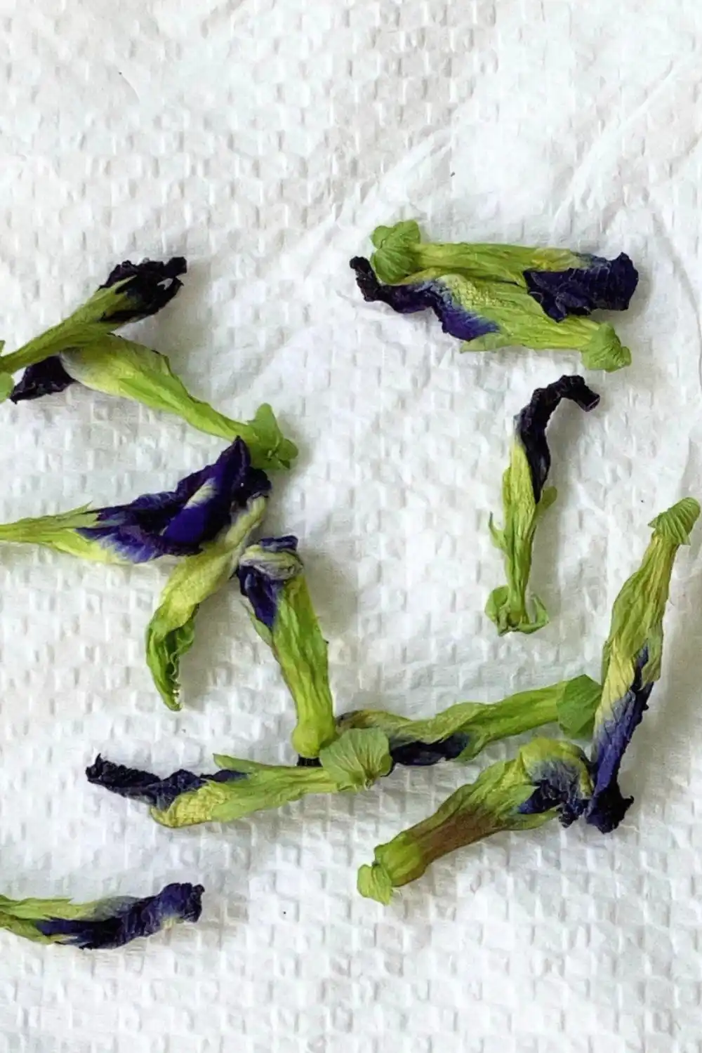 butterfly-pea-flowers butterfly pea flowers
