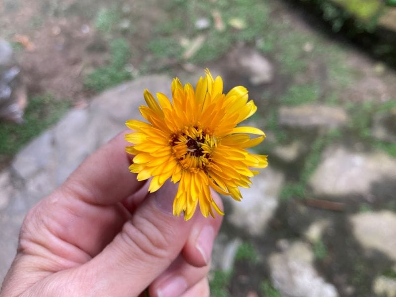 close up of a calendula flower grown from the medicinal garden kit