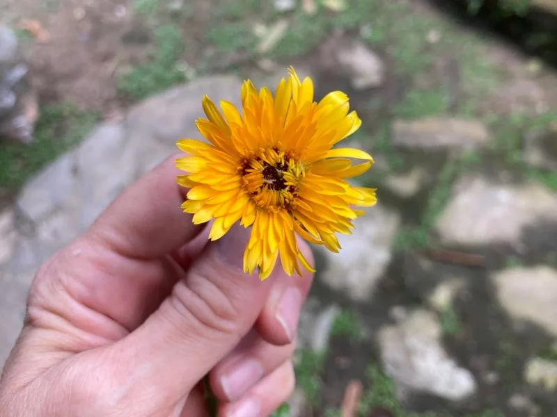 Calendula flower close up