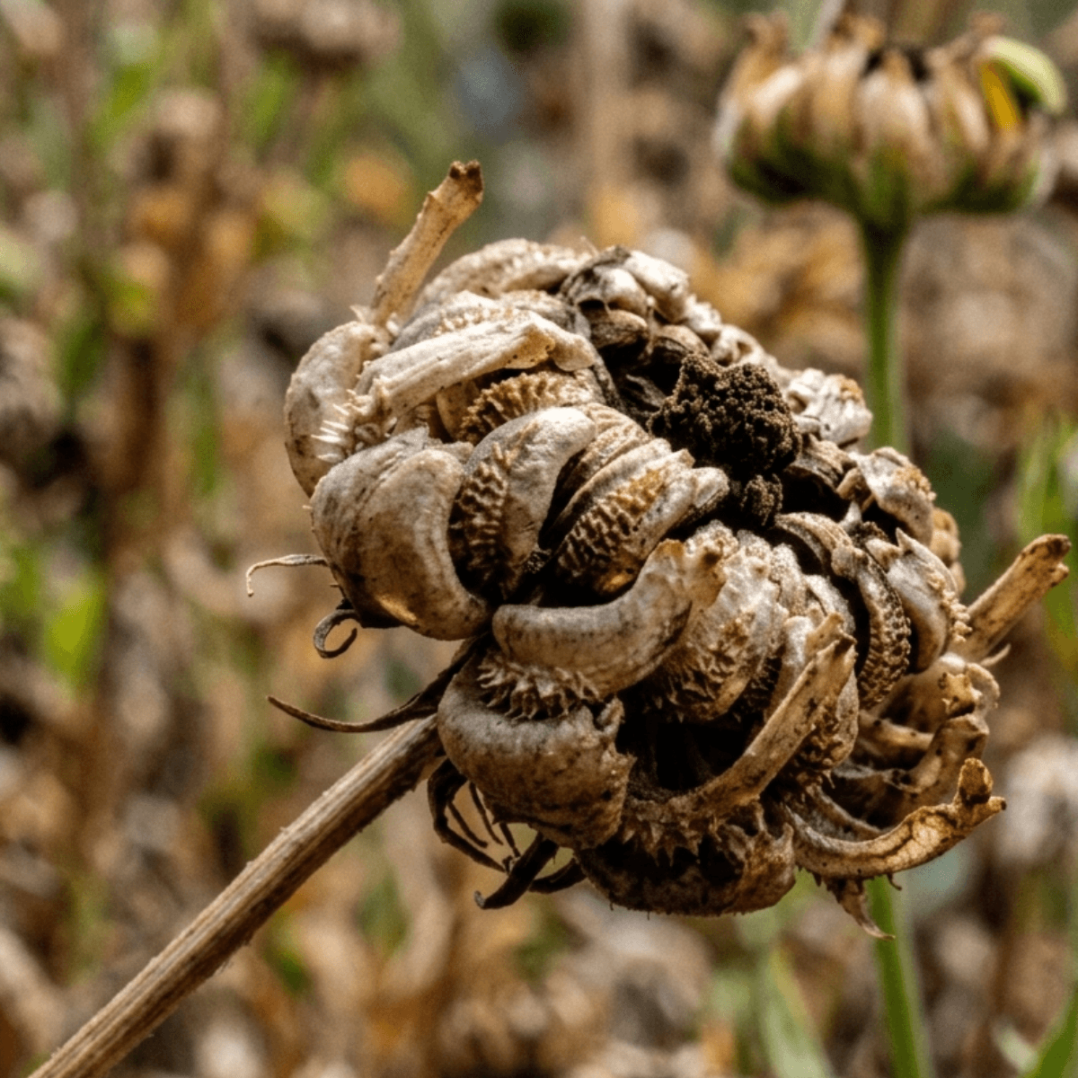 dried calendula flower with seeds