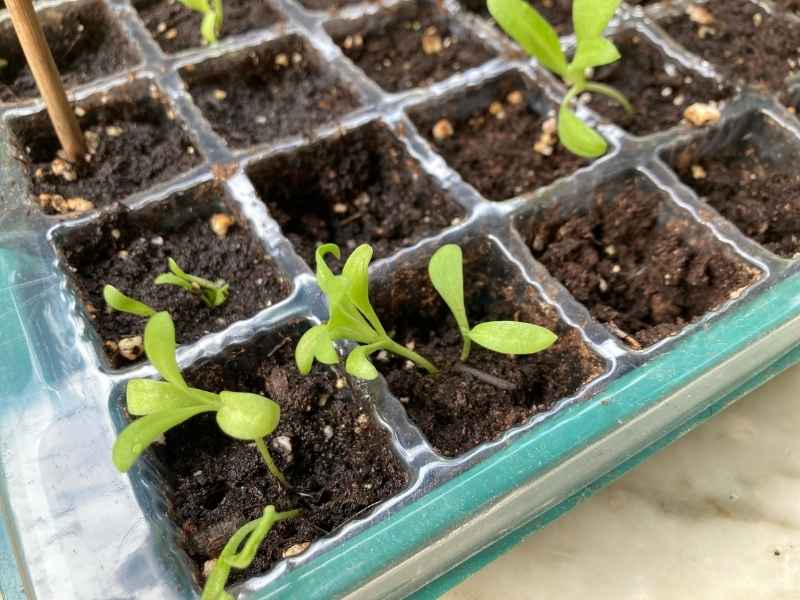 calendula seedlings growing in a tray