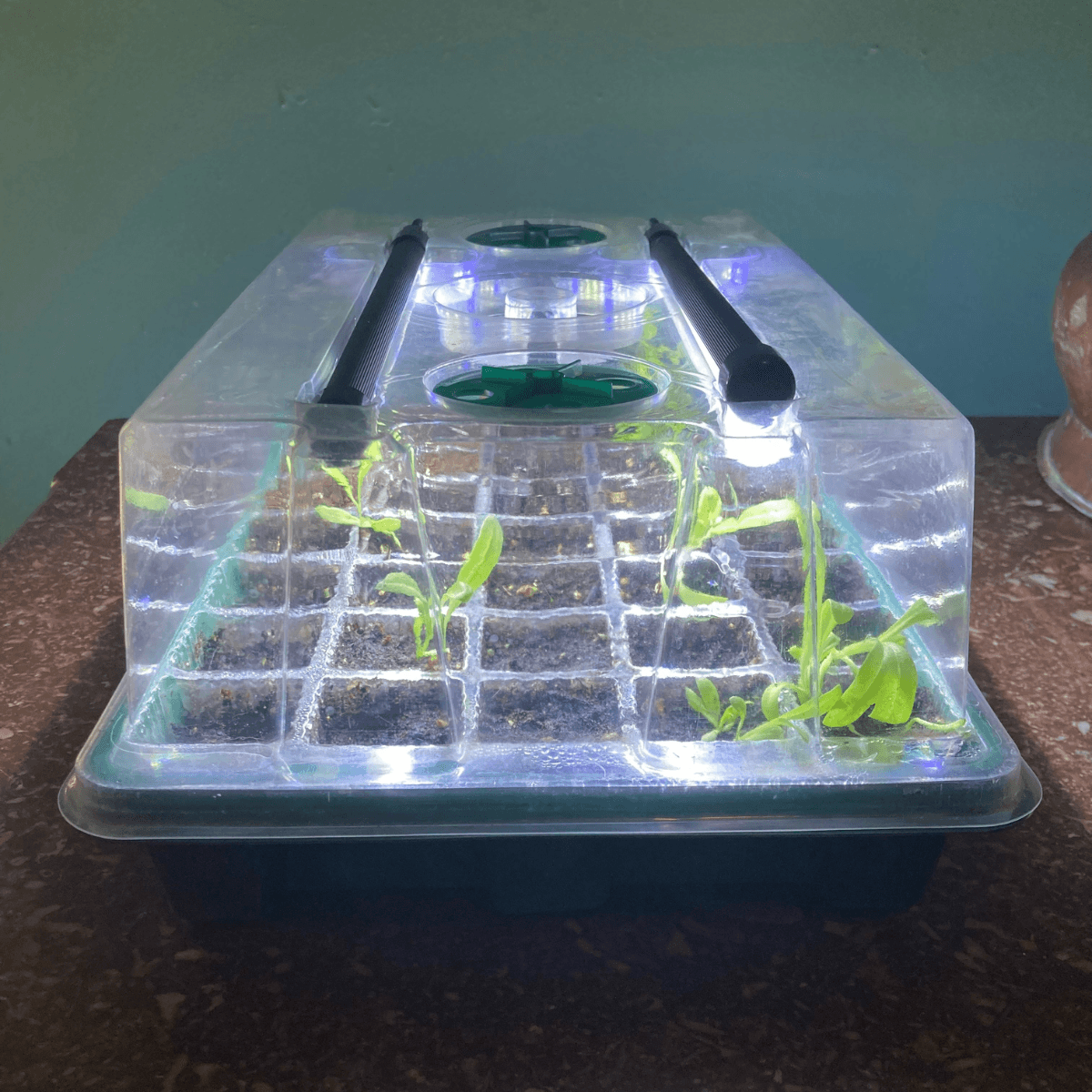 Calendula seedlings germinating in a domed seed tray for easy indoor propagation