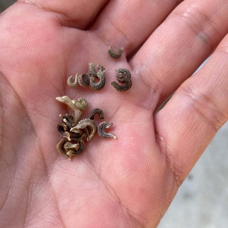 close up of calendula seeds in a palm
