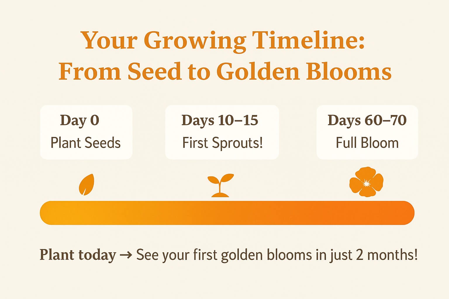 california poppy 1