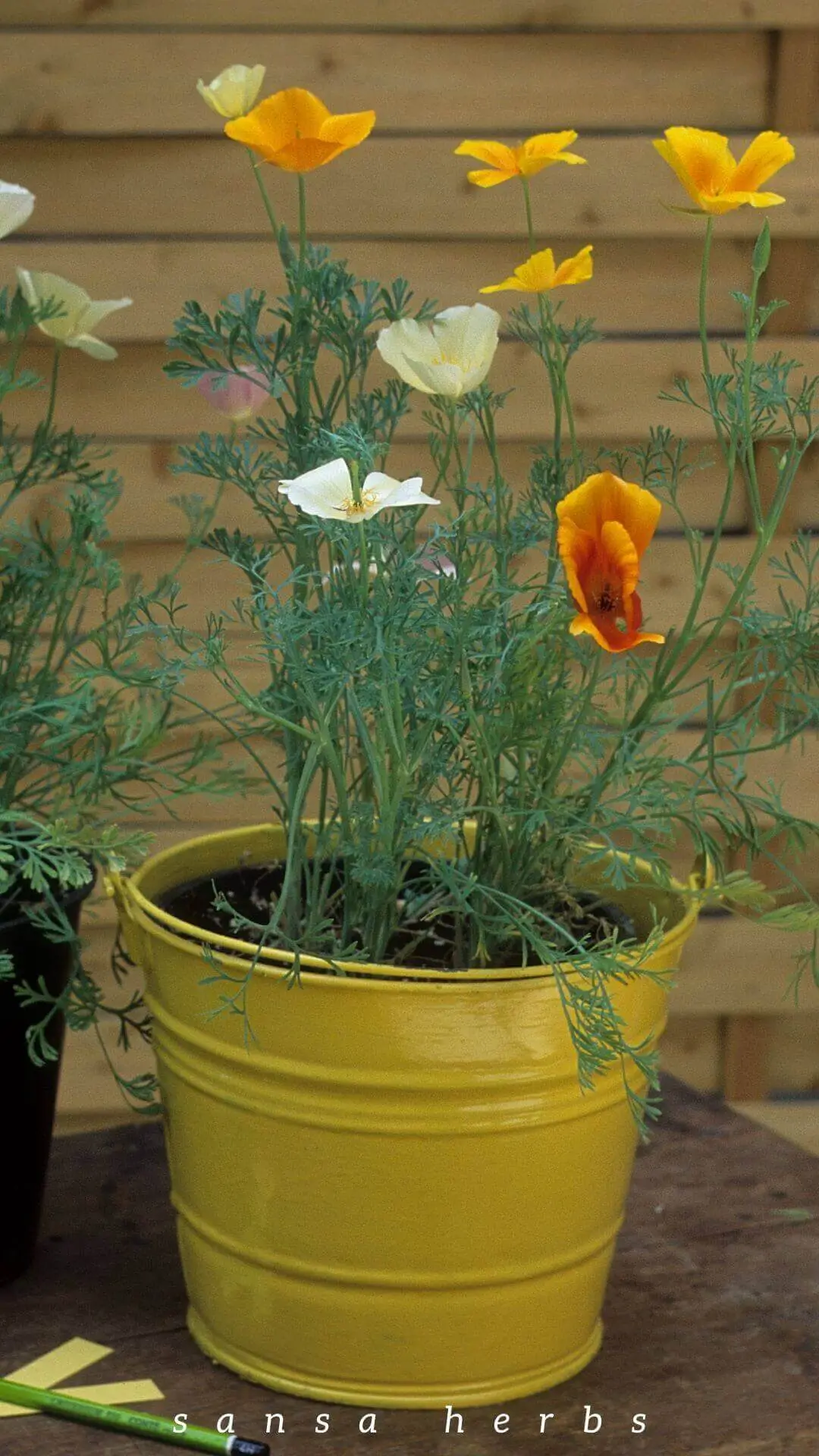 Growing California Poppy from Seed in a pot