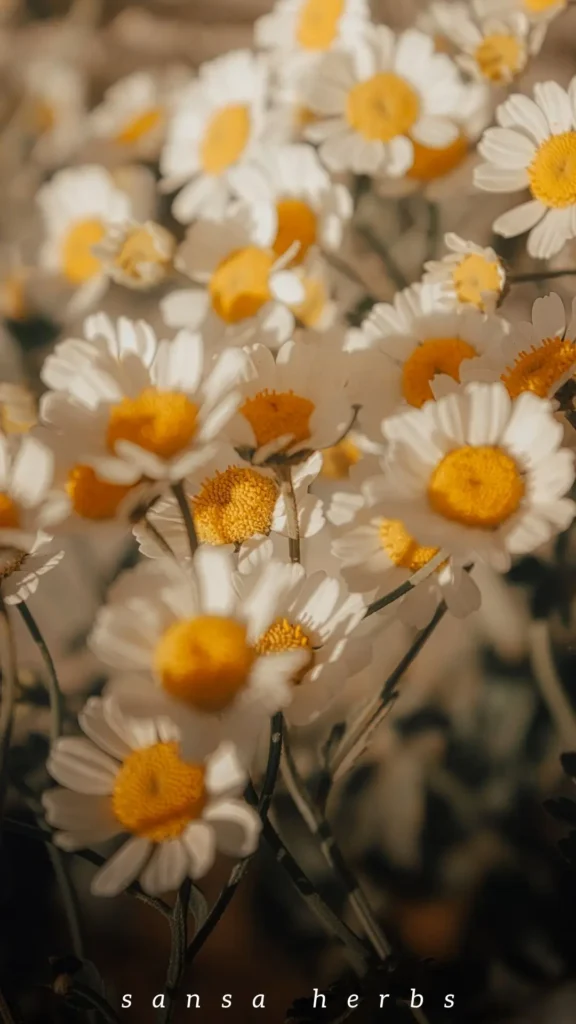 medicinal chamomile flowers