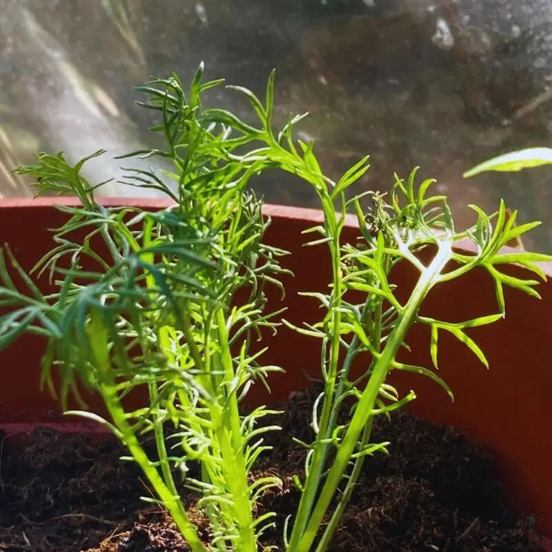 Chamomile plant growing in a pot in Trinidad — herb from the Medicinal Herb Seed Kit