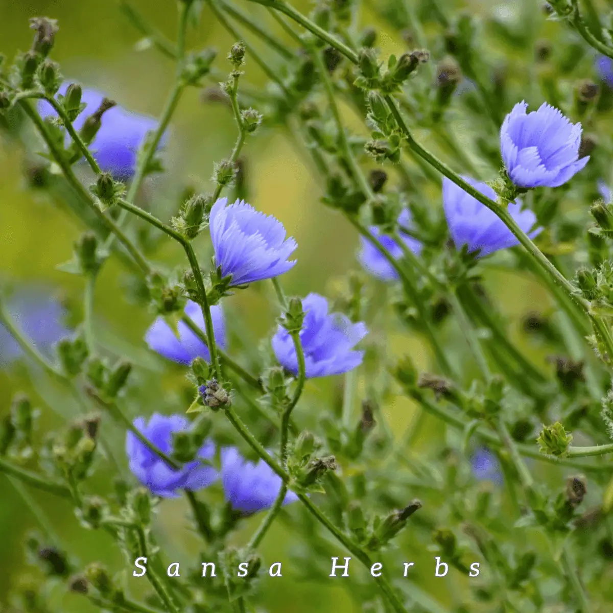 growing chicory from seed, plants with flowers