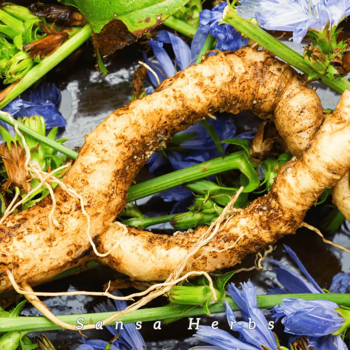 growing chicory root
