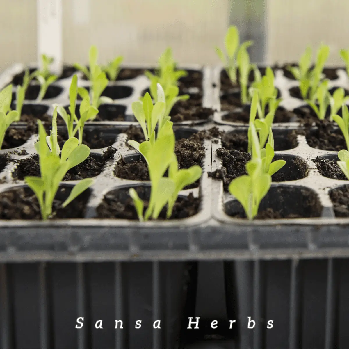 chicory seedlings in a tray