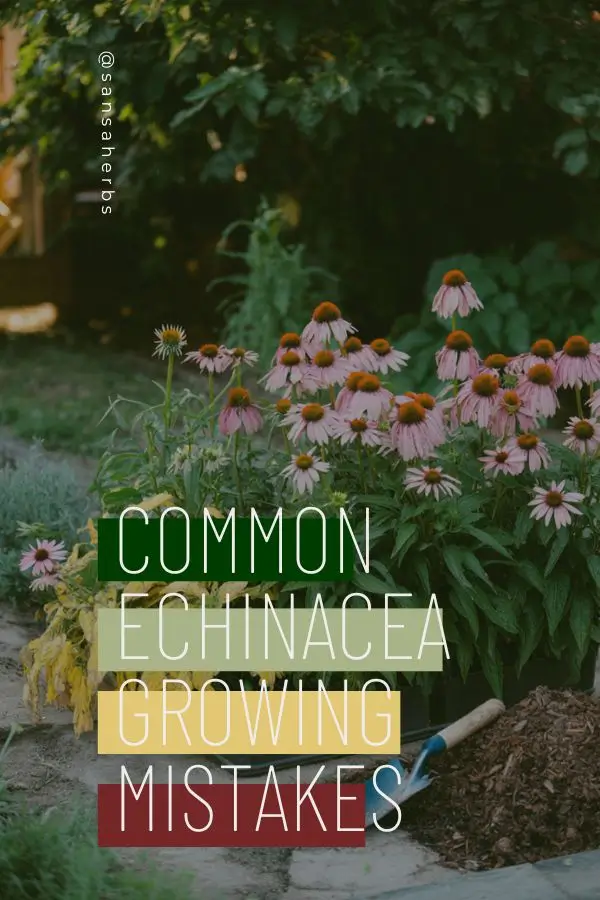 common-growing-mistakes-echinacea 7 common echinacea growing mistakes pin