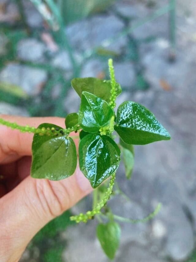 What is Peperomia Pellucida? Shining Bush Explained