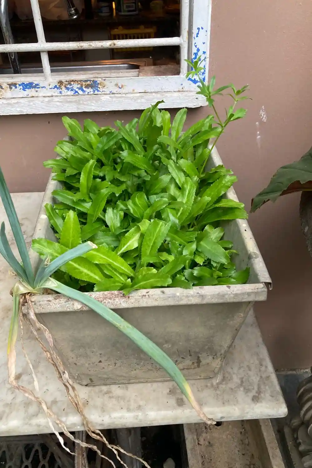 culantro-growing-in-container culantro shadow benny growing in a container in Trinidad