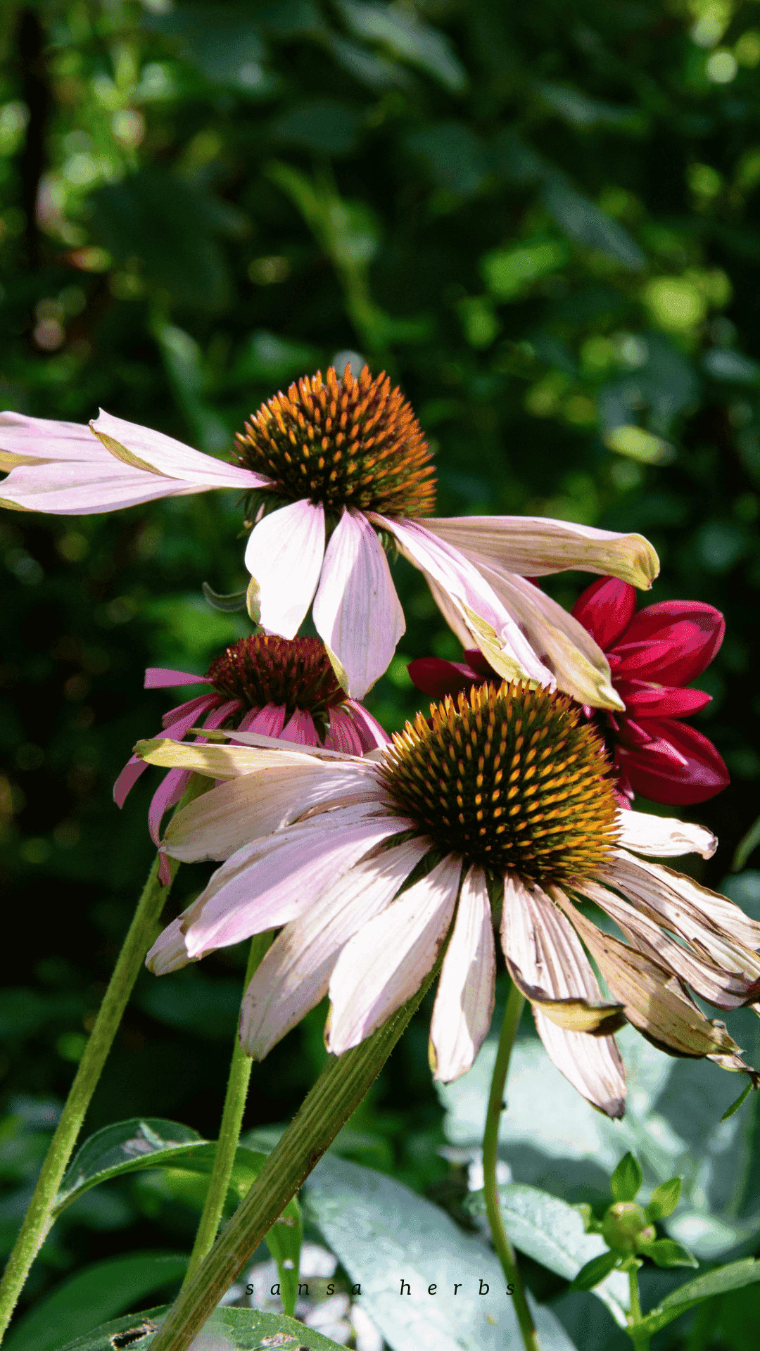 echinacea Purpurea and angustifolia